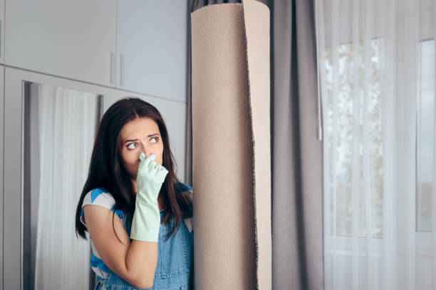 Professional Mold Removal in Barling, AR